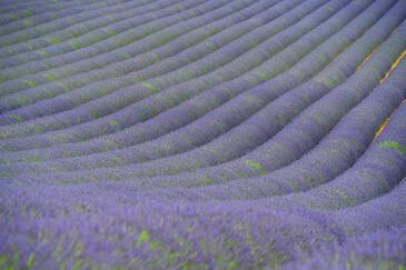 Lavandes, Valensole, France. © Etienne Pierart